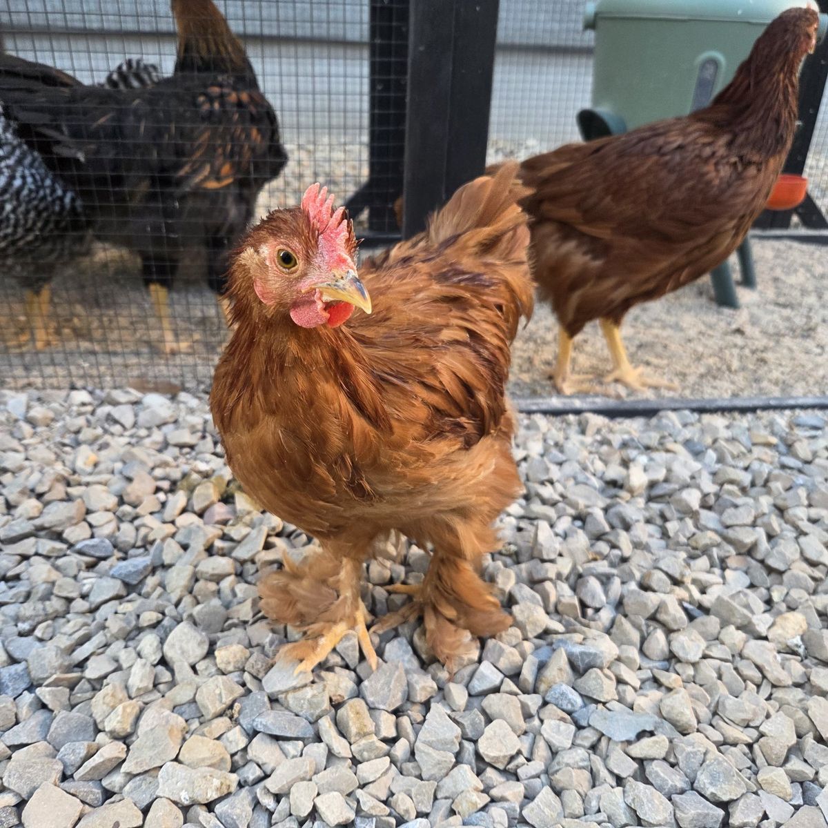 Chickens