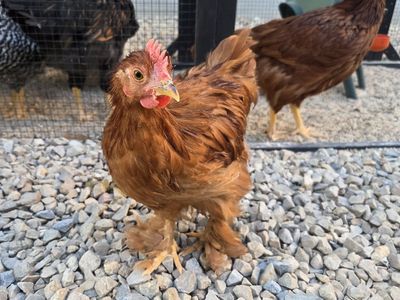 Chickens