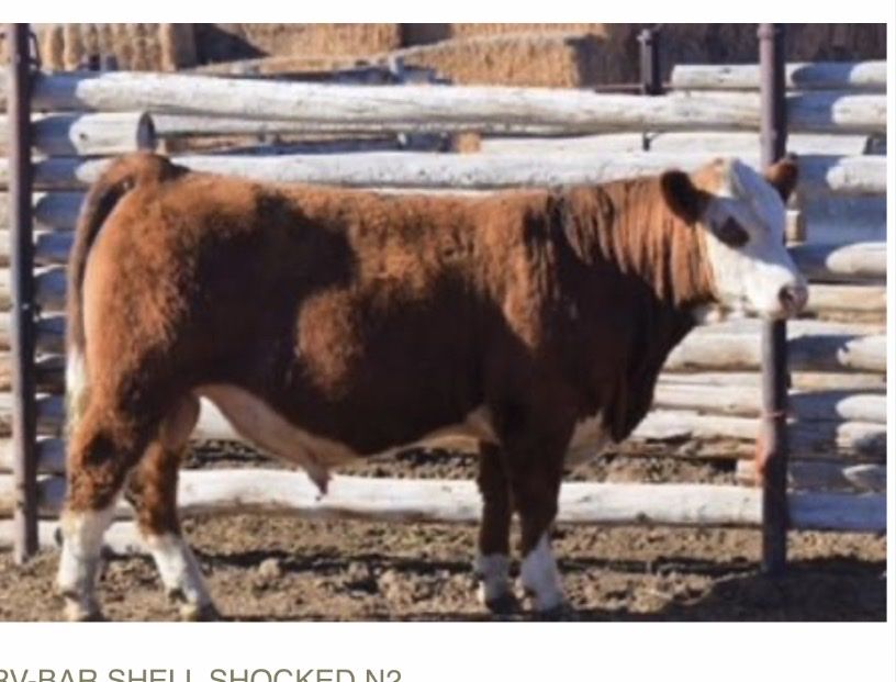 Registerered Simmental Bull
