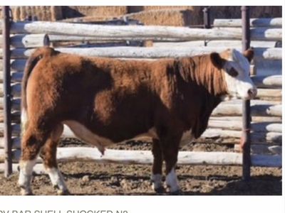 Registerered Simmental Bull