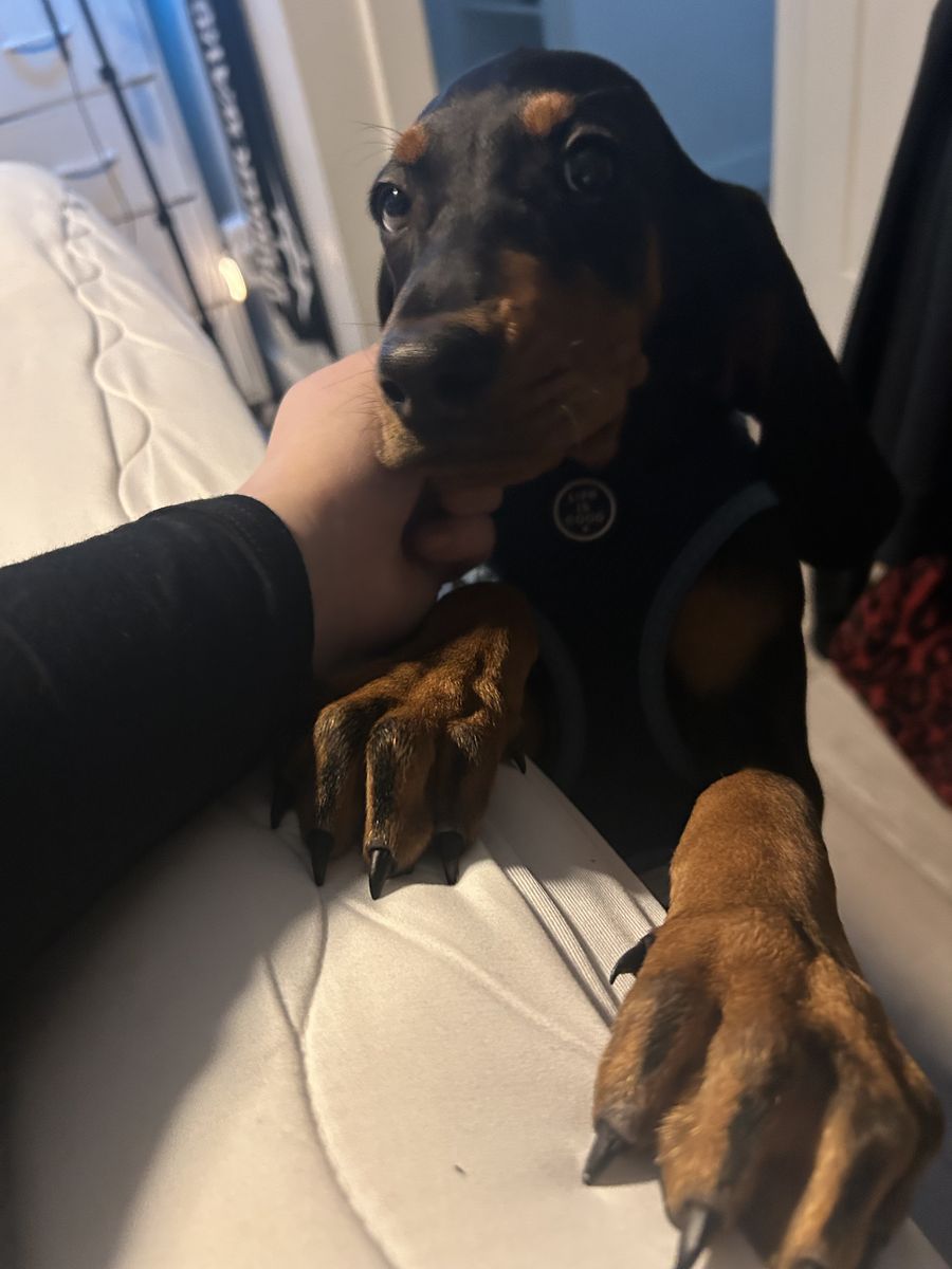 Black and Tan Hound Puppy