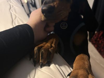 Black and Tan Hound Puppy