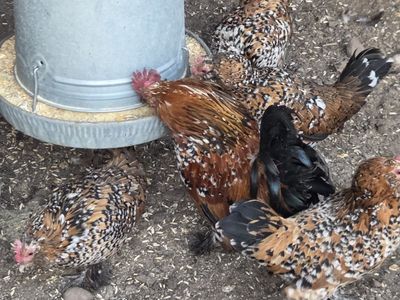 Millie Fluer Duccle Breeding Trio