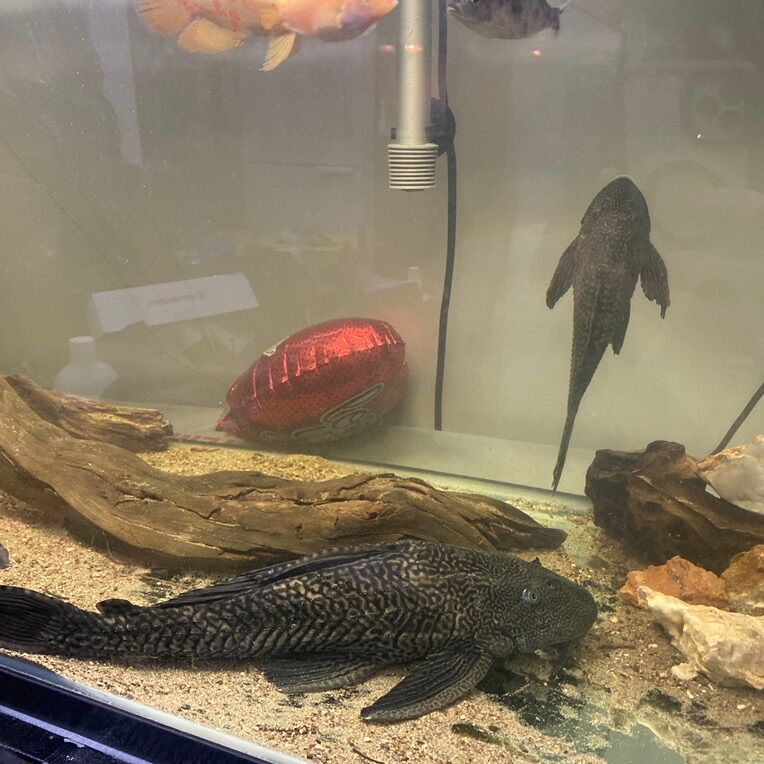 Common Pleco