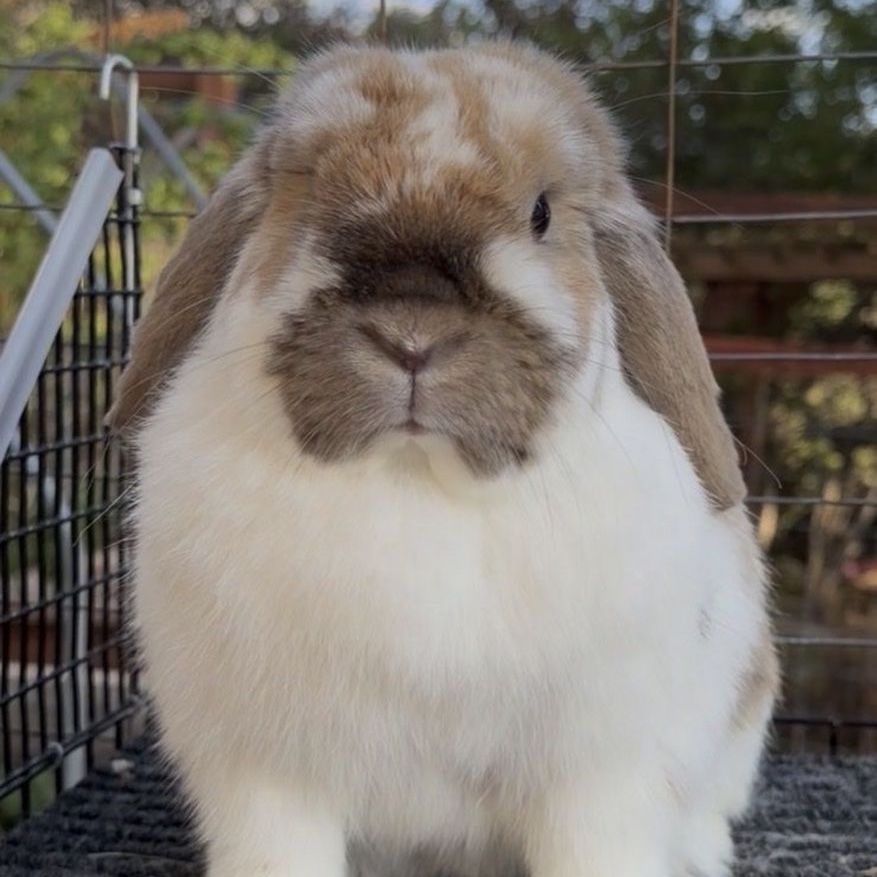Holland Lop Doe