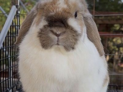 Holland Lop Doe