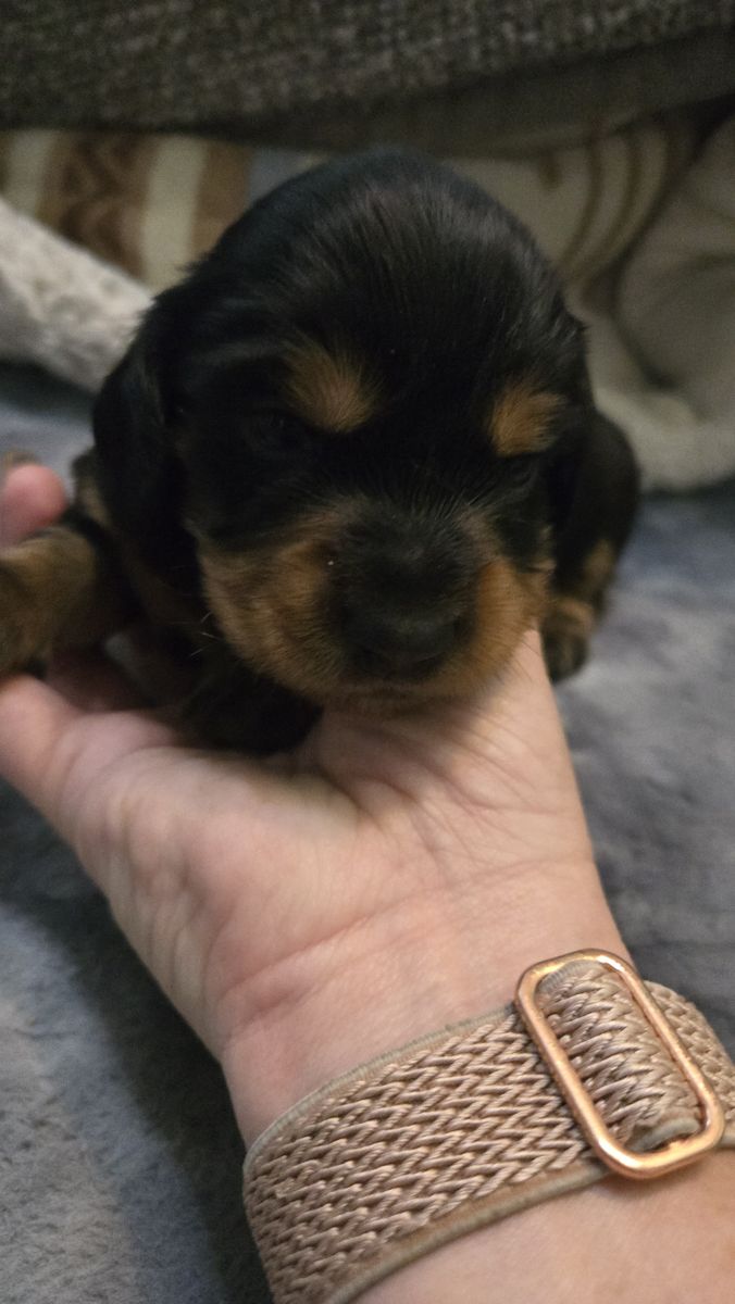 Long hair akc dachshund