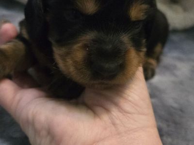 Long hair akc dachshund