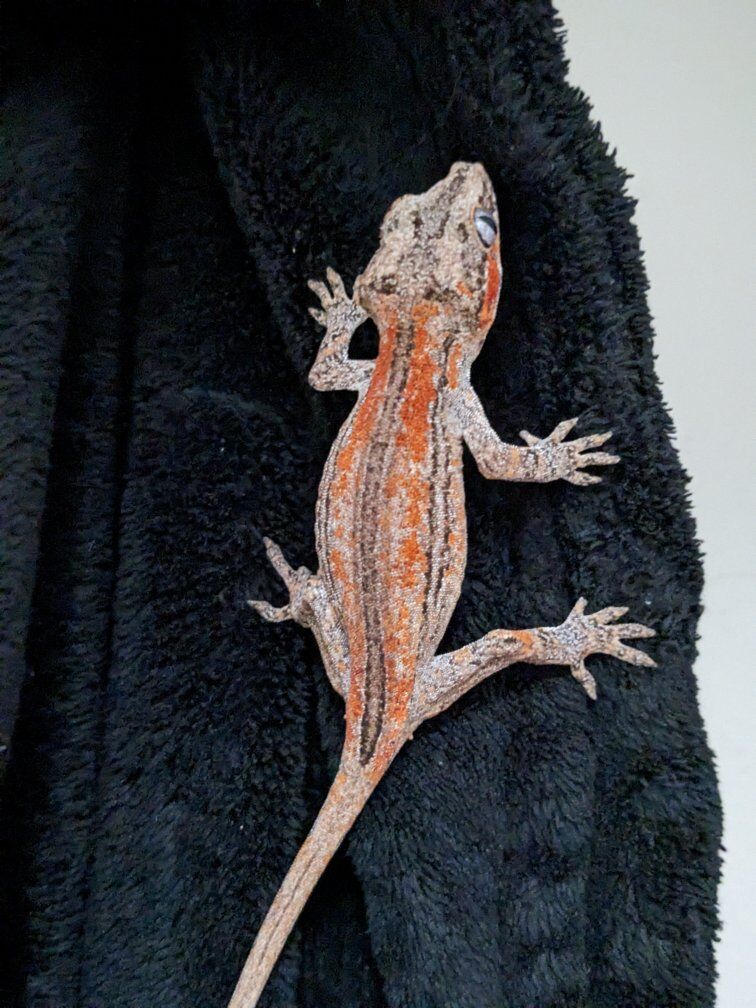 RTB Male Gargoyle Gecko "PRICE DROP*