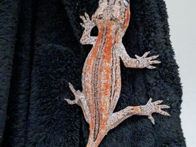 RTB Male Gargoyle Gecko "PRICE DROP*