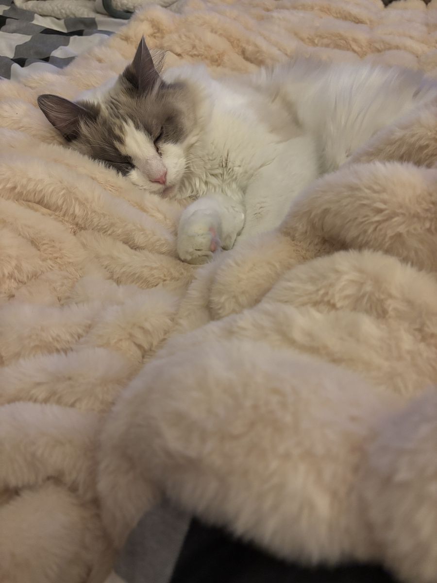 Female Ragdoll Cat