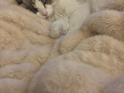 Female Ragdoll Cat