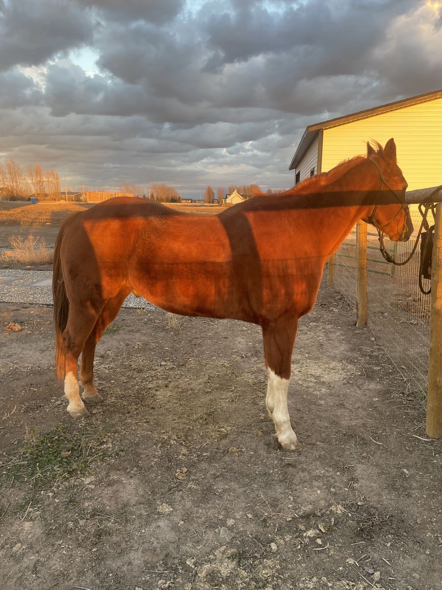 Kids horse/4h/heel/breakaway