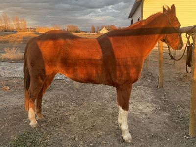 Kids horse/4h/heel/breakaway