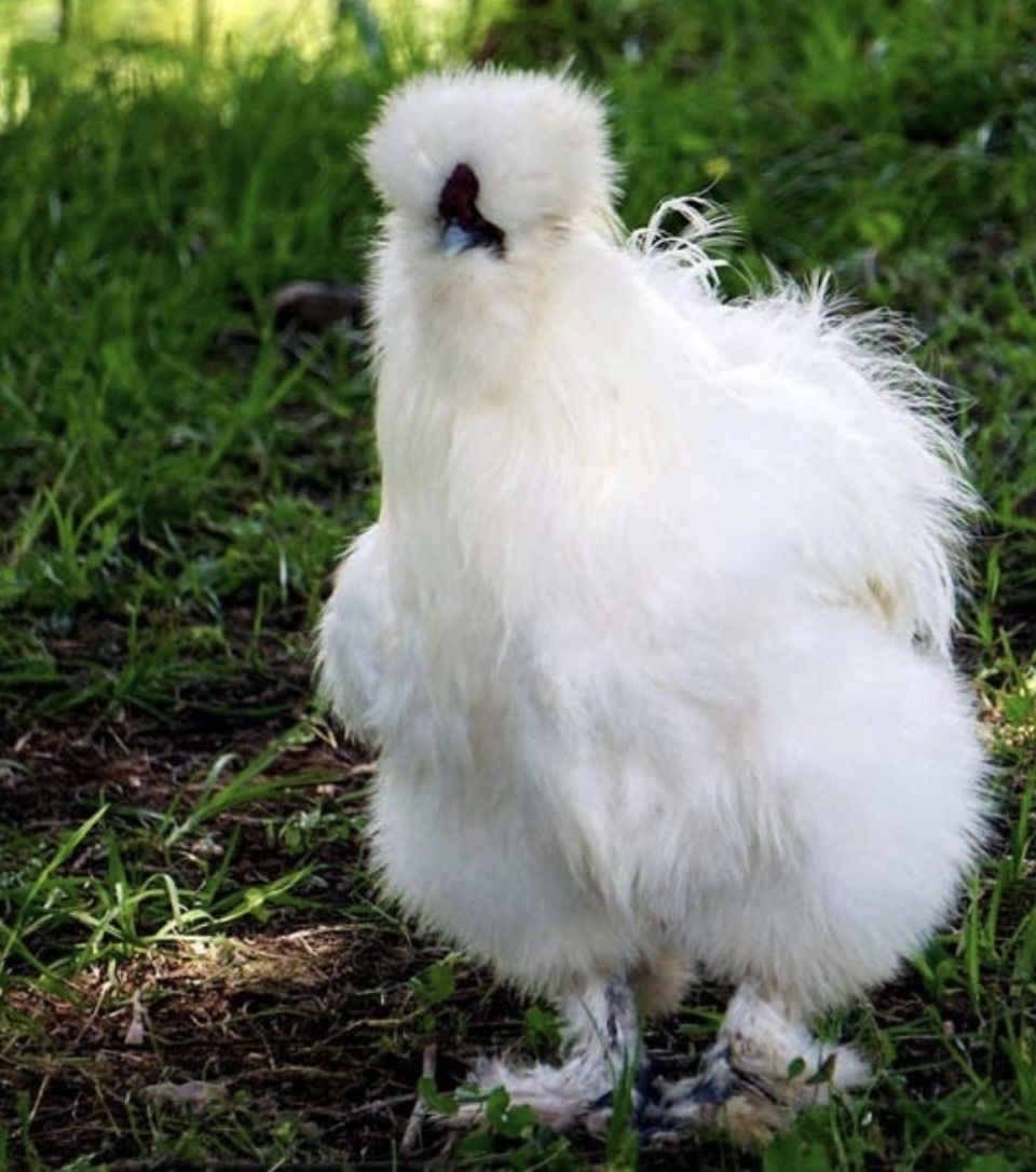 Silkie Rooster
