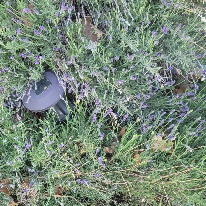 lavender starts