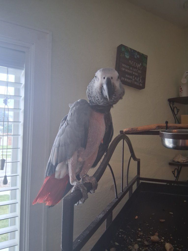 parrot