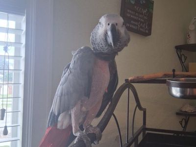 parrot