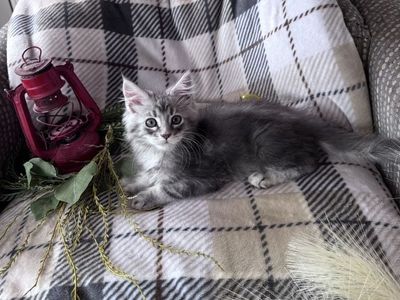 Maine Coon Kittens