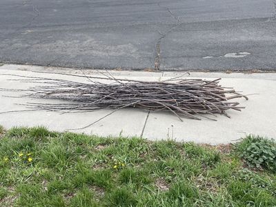 Long straight bendy branches