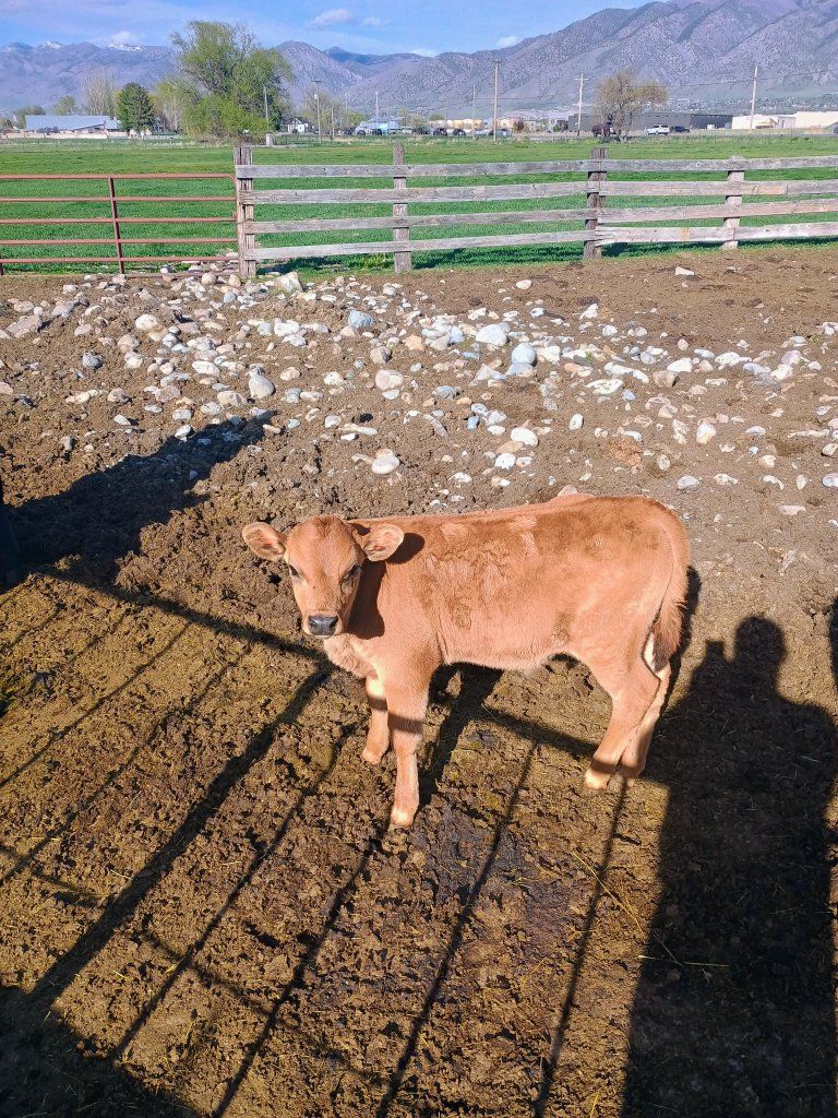 Cow calf pair (Wagyu)