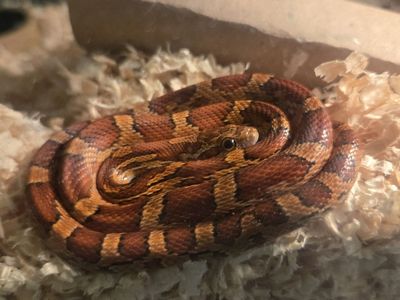 Baby Corn Snake