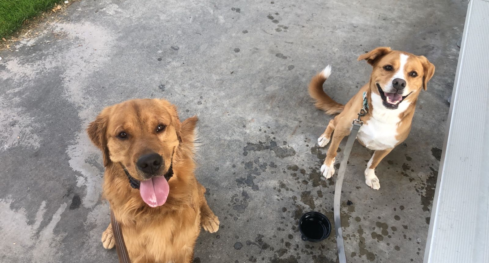 Dog Walking & Hiking