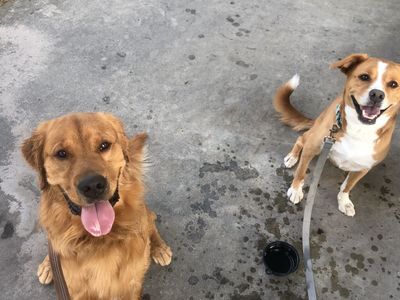 Dog Walking & Hiking