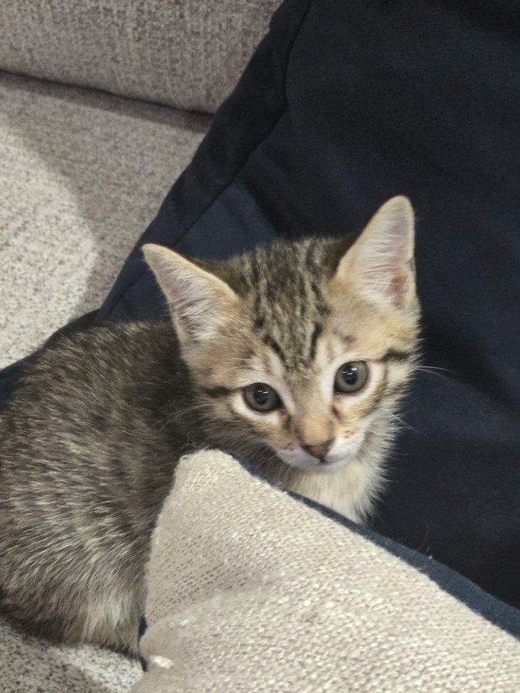 savahnna kittens