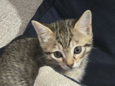 savahnna kittens