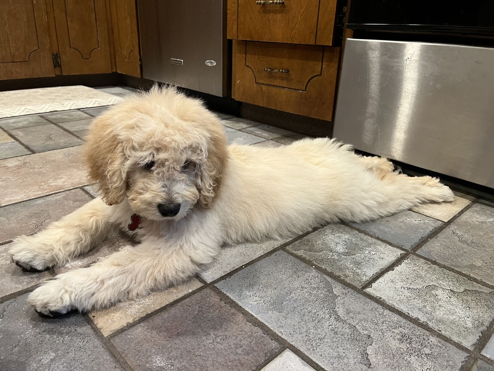 Mini Goldendoodle