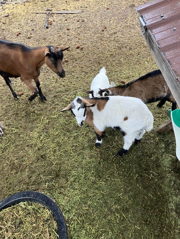 Baby Fainting Oberhasli Goats