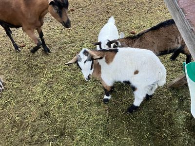 Baby Fainting Oberhasli Goats