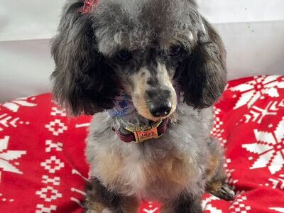 Female AKC Blue Merle Toy Poodle