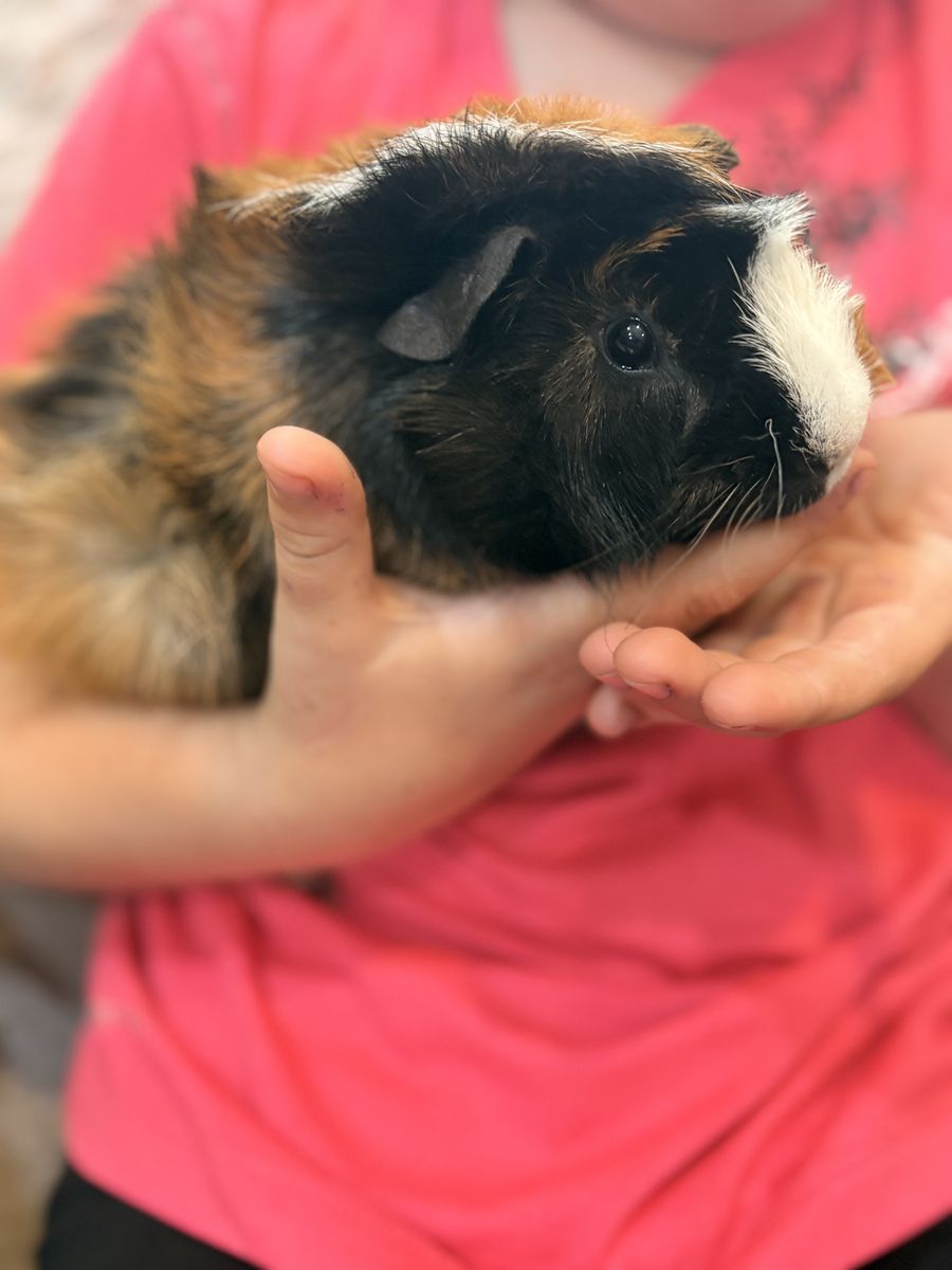 Milo the guinea pig