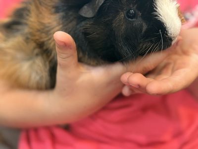 Milo the guinea pig