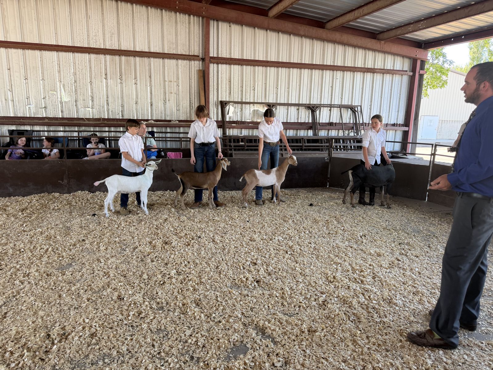 Adga registered dairy goat