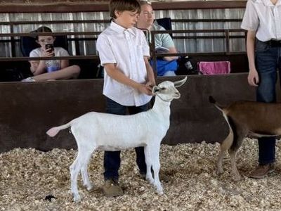 Adga registered dairy goat