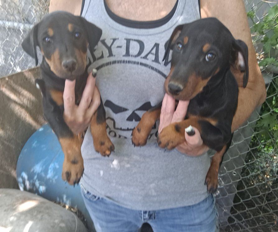 GJTA Registered German Jagd Terrier 2 Female pups Available