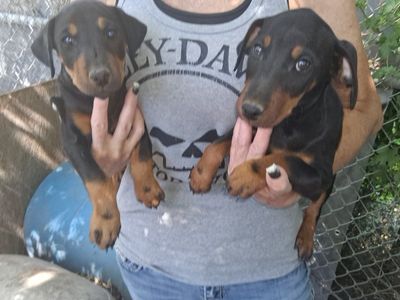 GJTA Registered German Jagd Terrier 2 Female pups Available