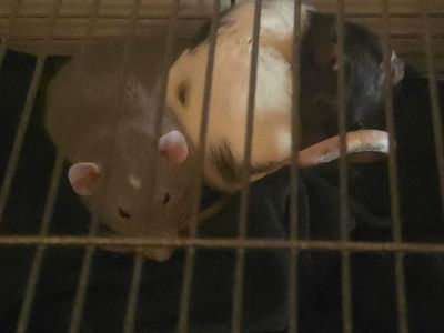 Free to good home