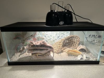 Leopard Gecko with Full Enclosure Setup