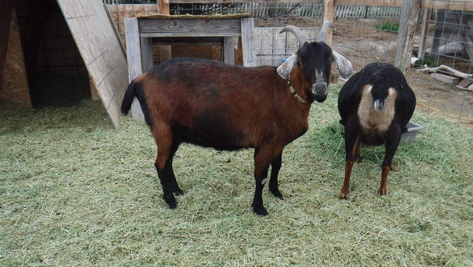 3 year old Alpine / Nubian/ Lamancha mix wether goat