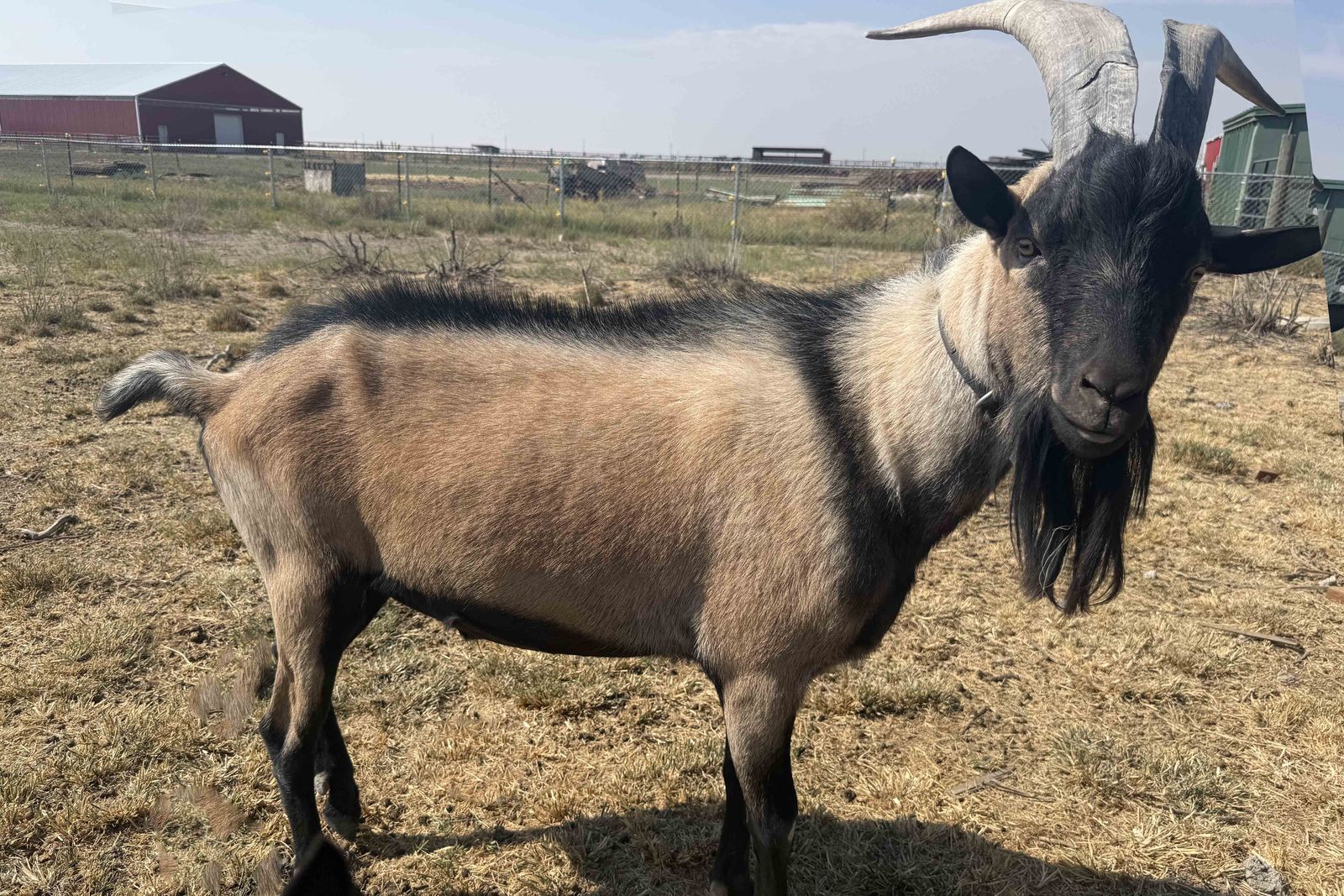 ADGA Registered Alpine Buck