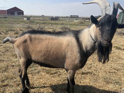 ADGA Registered Alpine Buck