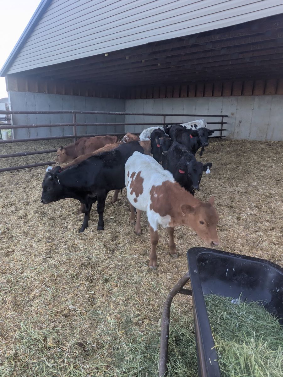 For Sale Breakaway Calves