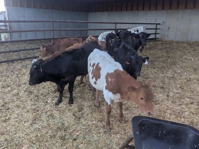 For Sale Breakaway Calves