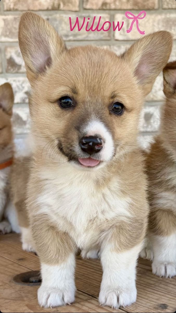 Most Adorable AKC Registered Pembroke Welsh Corgi Puppies