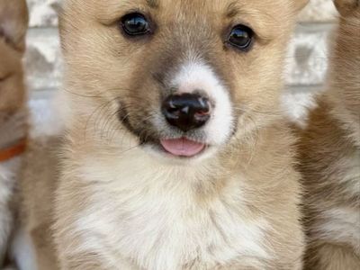 Most Adorable AKC Registered Pembroke Welsh Corgi Puppies