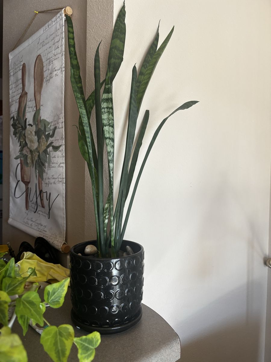 Healthy Snake Plant (Sansevieria trifasciata) in Black Ceramic Planter